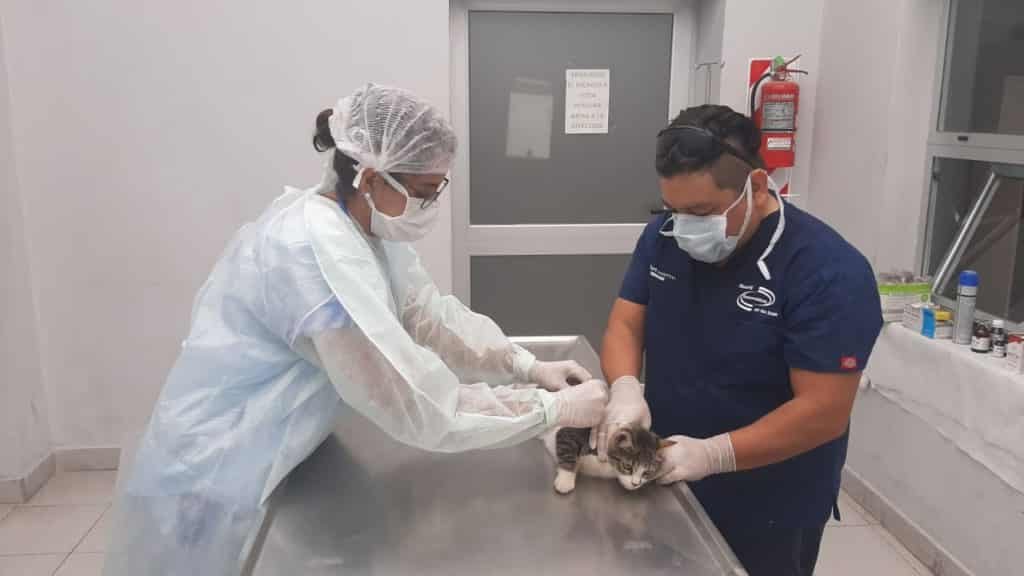 Turnos online para el Hospital de Mascotas