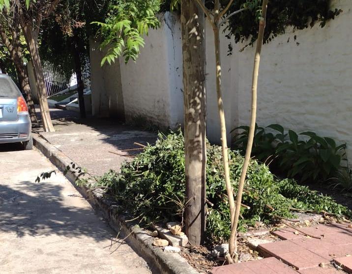 Intenso operativo de retiro de restos de poda